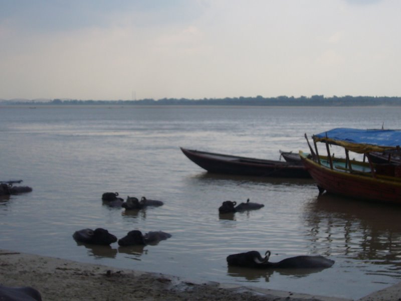 Travel - India - Varanasi - Ghats - Water Buffalo